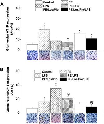 Preeclamptic programming unevenly perturbs inflammatory and renal vasodilatory outcomes of endotoxemia in rat offspring: modulation by losartan and pioglitazone